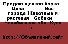 Продаю щенков йорка › Цена ­ 10 000 - Все города Животные и растения » Собаки   . Челябинская обл.,Куса г.